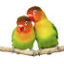 צלמית של Lovebird