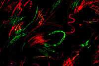 delv1n_
